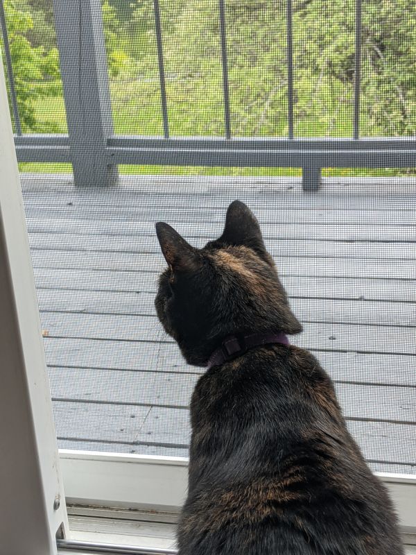 Dog Door Installation