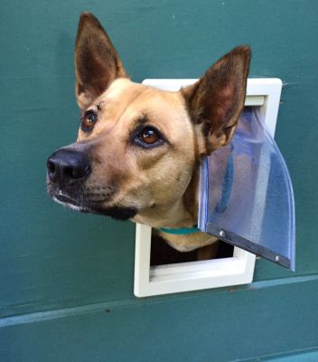 Dog Door Installation Cost — Cost of Dog Door Installation