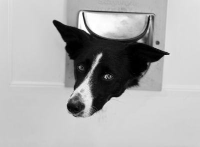 Dog Door Installation Cost — Cost of Dog Door Installation