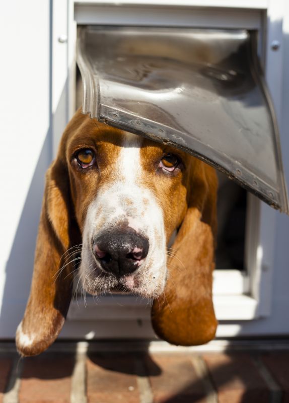 Dog Door Installation Cost — Cost of Dog Door Installation